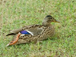 片足のML 6月18日 丸太町橋下流 土手にあがって休息中 MLjun18-1