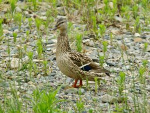 マガモ 6月18日 河合橋上流 MJmjun18-1