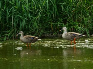 カルガモ 6月21日 賀茂大橋下流