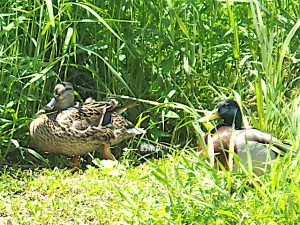 MLとMM 5月8日 丸太町橋下流