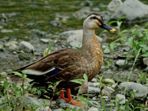 首から胸にかけて橙色のカルガモ♂ ６月9日 河合橋上流