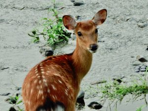 若い鹿 6月10日 河合橋