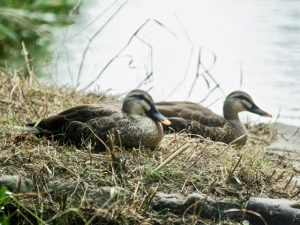 カルガモ 6月21日 丸太町橋下流