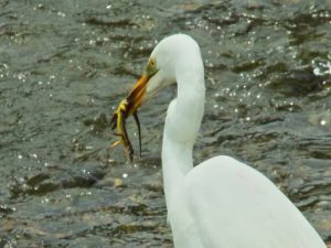 カナヘビをくわえたダイサギ 6月18日 蓼倉橋