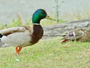 人間を横目でみながら…