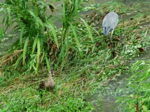 カルガモ♀ 8月23日 河合橋 KFmaug23-1