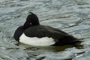 キンクロハジロ♂ 1月24日 北山橋