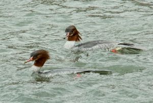 カワアイサ♀ 2月12日 二条大橋