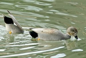 オカヨシガモ♂ 2月12日 丸太町橋下流