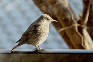 イソヒヨドリ♀ 2月10日 出町柳