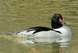 カワアイサ♂ 2月12日 賀茂大橋下流