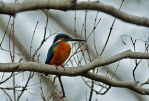 カワセミ♂ 1月24日 植物園