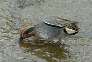 コガモ♂ 1月24日 北山橋