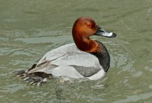 ホシハジロ♂ 2月12日 秋月橋