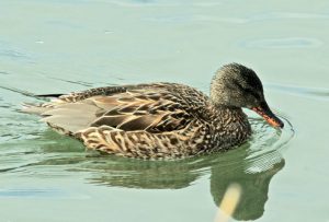 オカヨシガモ♀ 2月12日 丸太町橋下流