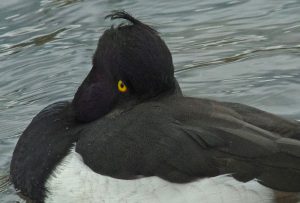 キンクロハジロ♂ 1月24日 北山橋