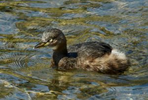 カイツブリ 3月7日 御蔭橋上流