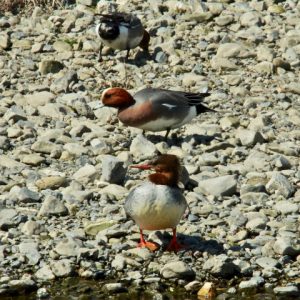 カワアイサ♀ ヒドリガモ♂ 3月9日 賀茂大橋下流