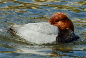 ホシハジロ♂ 3月23日 丸太町橋下流