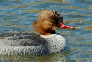 カワアイサ♀ 3月23日 丸太町橋