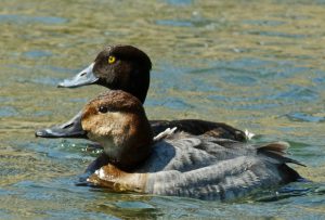 ホシハジロ♀とキンクロハジロ♀ -2