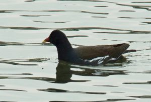 バン♂ 3月7日 御蔭橋上流