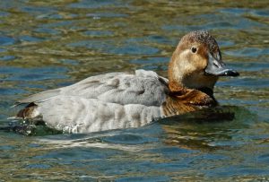 ホシハジロ♀ 3月23日 丸太町橋下流