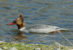 カワアイサ♀a 3月12日 賀茂大橋下流