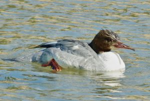 カワアイサ♀b 3月12日 賀茂大橋下流