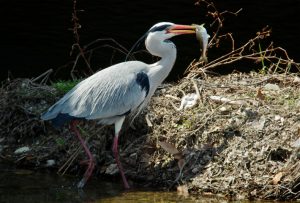 アマゴをくわえるアオサギ 3月26日 高野橋