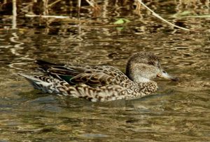 コガモ♀ 3月12日 丸太町橋