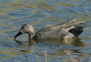 オカヨシガモ♂ 3月12日 賀茂大橋下流