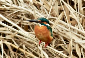 カワセミ♂ 3月7日 御蔭橋下流