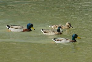 マガモたち 3月9日 丸太町橋