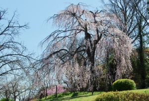 賀茂大橋 3月25日