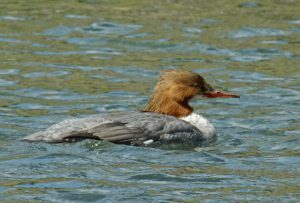 カワアイサ♀ 3月29日 荒神橋上流