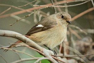 ジョウビタキ♀ 3月24日 荒神橋