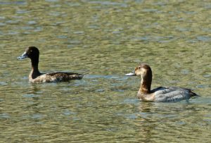 ホシハジロ♀とキンクロハジロ♀ -3