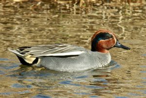 コガモ♂ 3月12日 丸太町橋