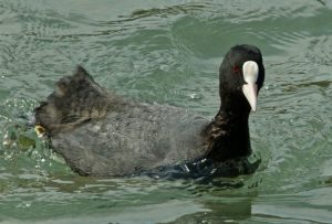 オオバン 3月17日 荒神橋下流