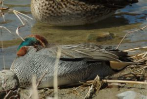 コガモ♂ 3月9日 二条大橋上流