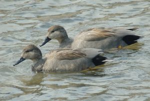 オカヨシガモ♂ 3月17日 荒神橋下流