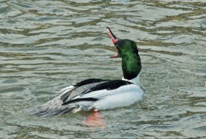 カワアイサ♂ 3月17日 丸太町橋