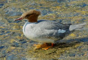 カワアイサ♀ 3月7日 御蔭橋下流