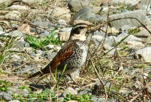 ツグミ 3月12日 賀茂大橋下流