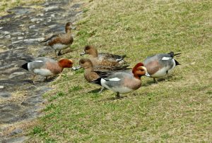 ヒドリガモ 3月17日 荒神橋