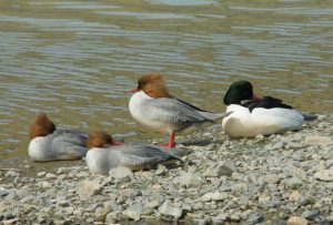 カワアイサ 3月17日 賀茂大橋下流