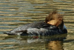 カワアイサ♀ 3月9日 賀茂大橋下流