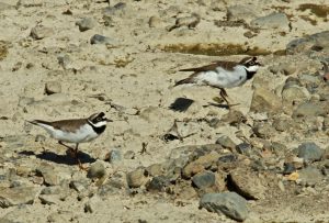 コチドリ 3月25日 賀茂大橋下流 -1