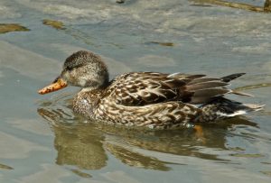 オカヨシガモ♀ 3月17日 丸太町橋